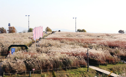 서울 하늘공원 사진
