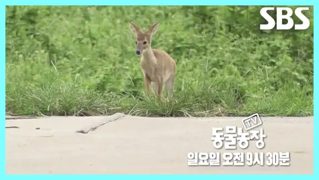 동물농장 재방송 시간 다시보기