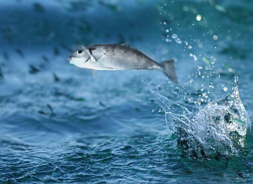 물고기 잡는 꿈