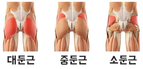 엉덩이근육-대둔근-중둔근-소둔근