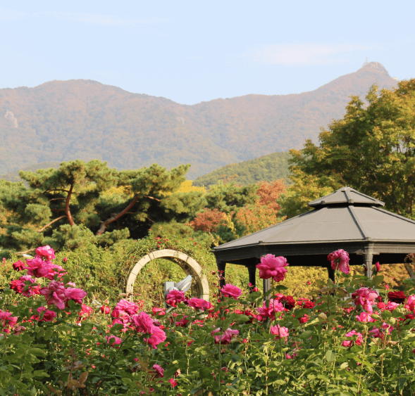 소나무-정자-물레방아-빨간장미