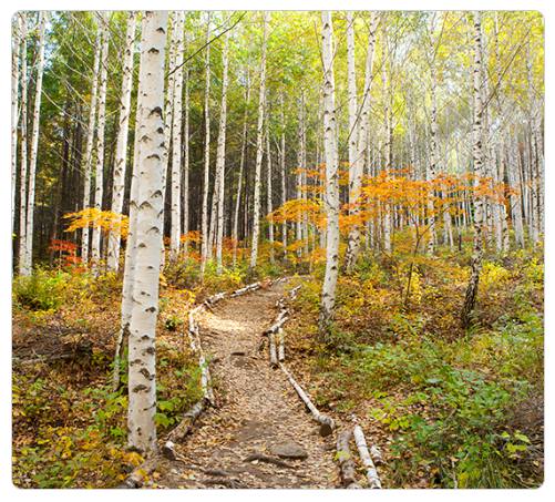 강원 세계산림엑스포 