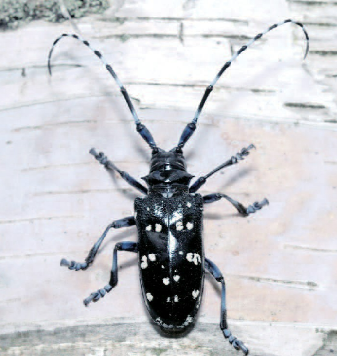 알락하늘소 성충