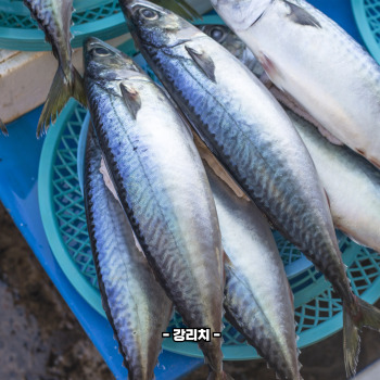 오마가3 지방산의 특징