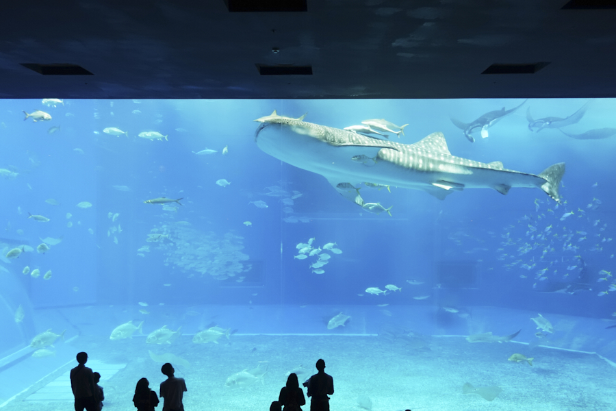 오키나와 츄라우미 수족관 대형수조