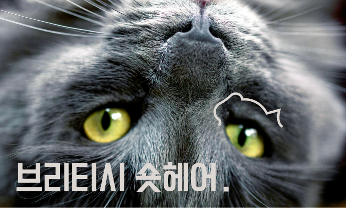 고양이-유전병