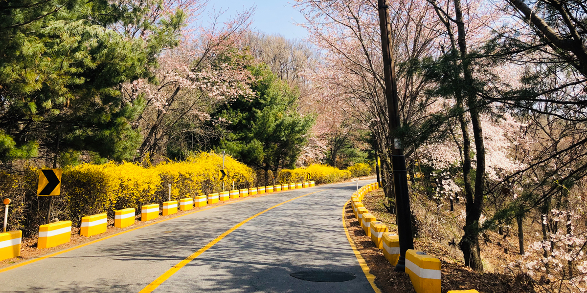 남한산성 벚꽃 길 축제 걷기 산책 트레킹 드라이브 여행 개화시기 반려견 동반 코스