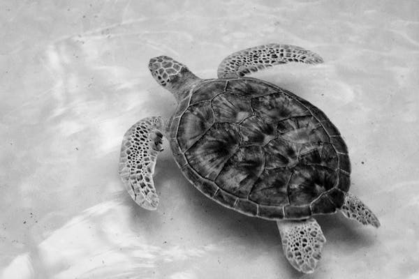 "해양 보호구역에서도 발견되는 미세 플라스틱: 그 이유와 해결책"