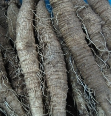 더덕 효능과 부작용 고르는법 칼로리 갱년기