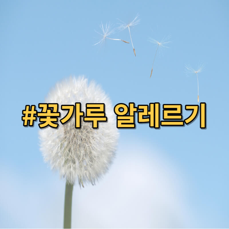 꽃가루-알레르기