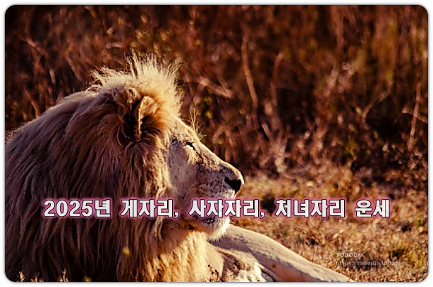 사자자리 운세