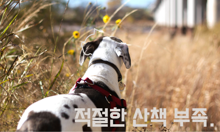 강아지-수명