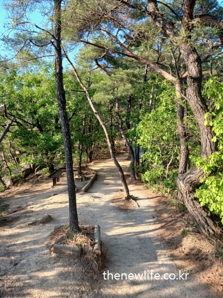 Dirt trail near the summit of Achasan surrounded by pine trees-아차산 정상 부근 소나무가 늘어선 흙길 등산로