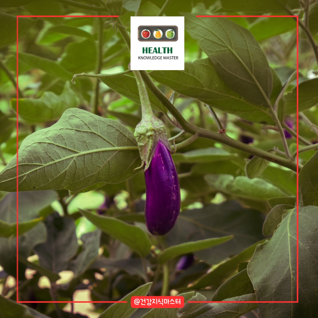 2월에 심는 작물 10가지 - 가지