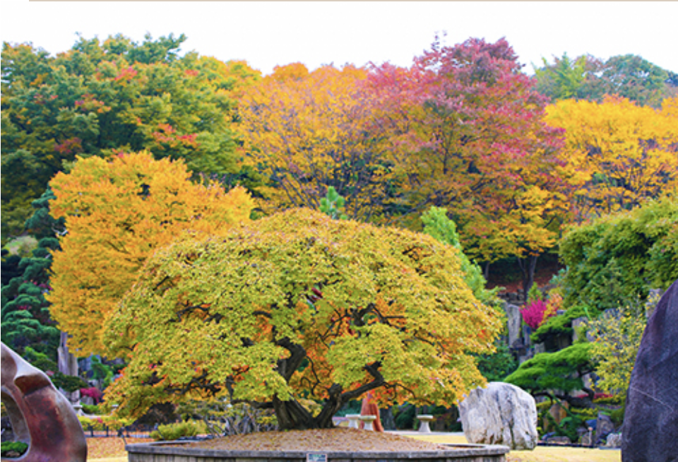 베어트리파크 단풍축제