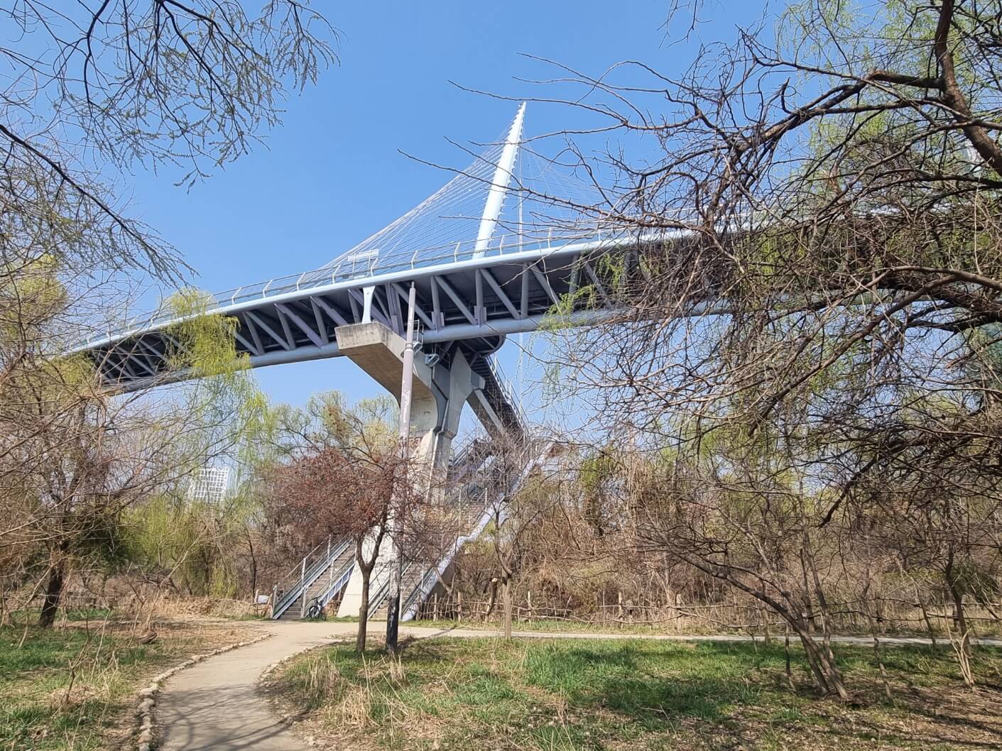 여의도 샛강 생태공원 여의도 벚꽃축제