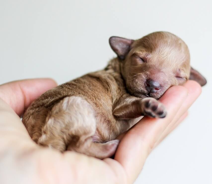 사람 손 안에서 잠들어 있는 귀여운 새끼 강아지 사진