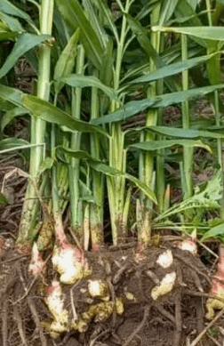 생강 심는시기 와 방법 알아보기(씨생강)