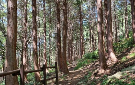 경남 여행지 추천 ❘ 창원 가볼만한 곳 베스트 10. 창원 편백 치유의 숲