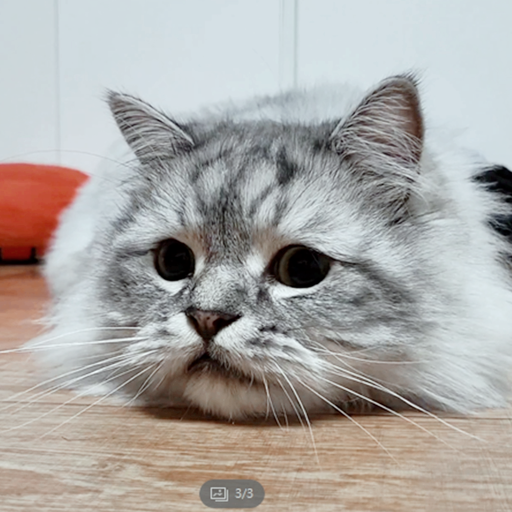 장모 페르시안 고양이