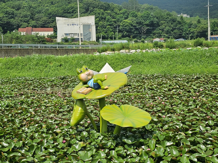 내동마을 연꽃단지