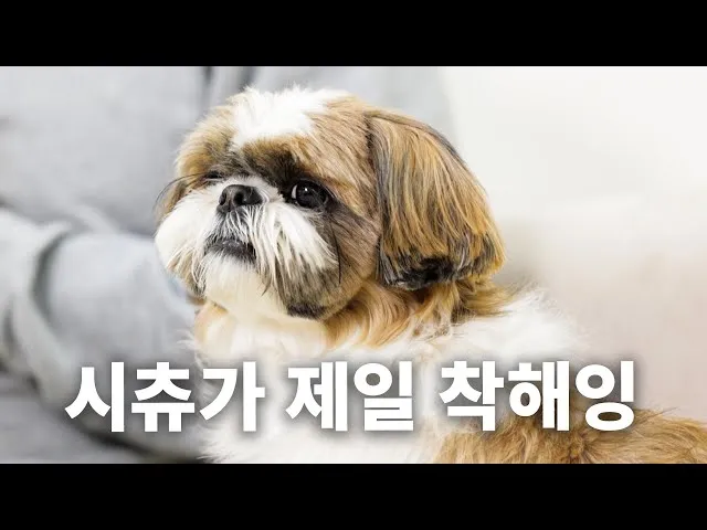 시츄 분양 가격 성격 장단점_7