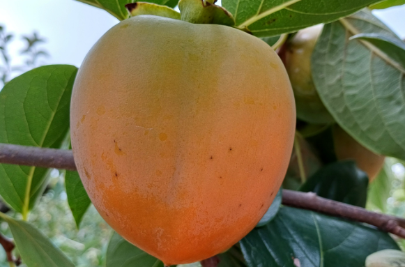 영암금정아천농장 대봉감