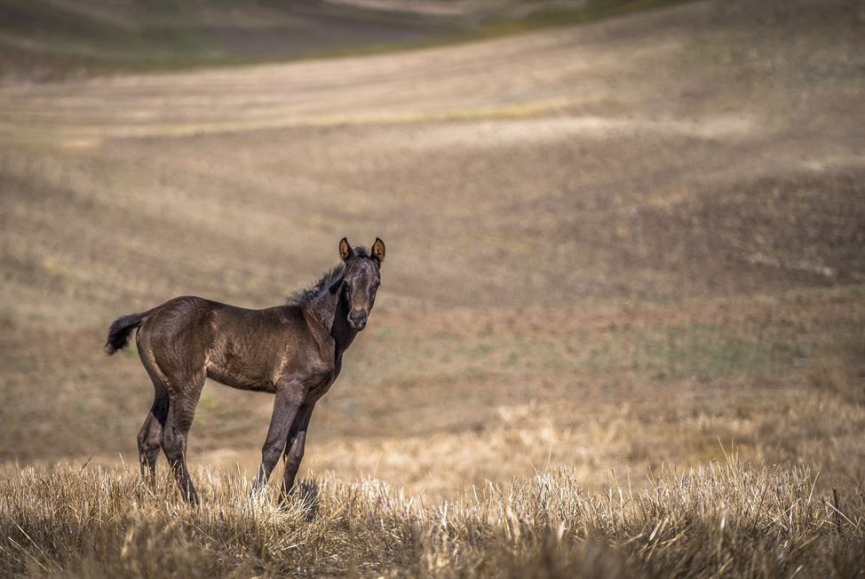 2026년 신년 운세 총정리 (12띠 상세해설)