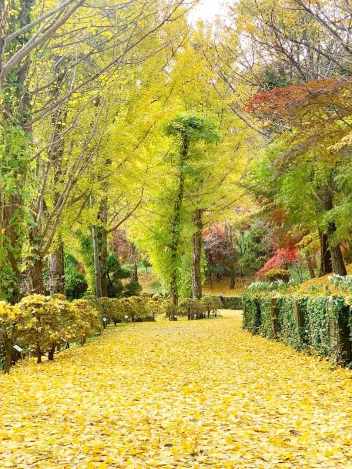 베어트리파크-단풍-축제