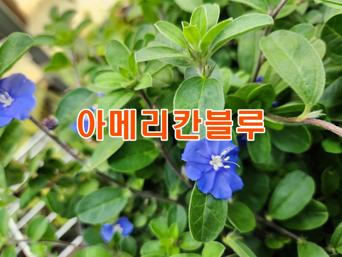아메리칸블루