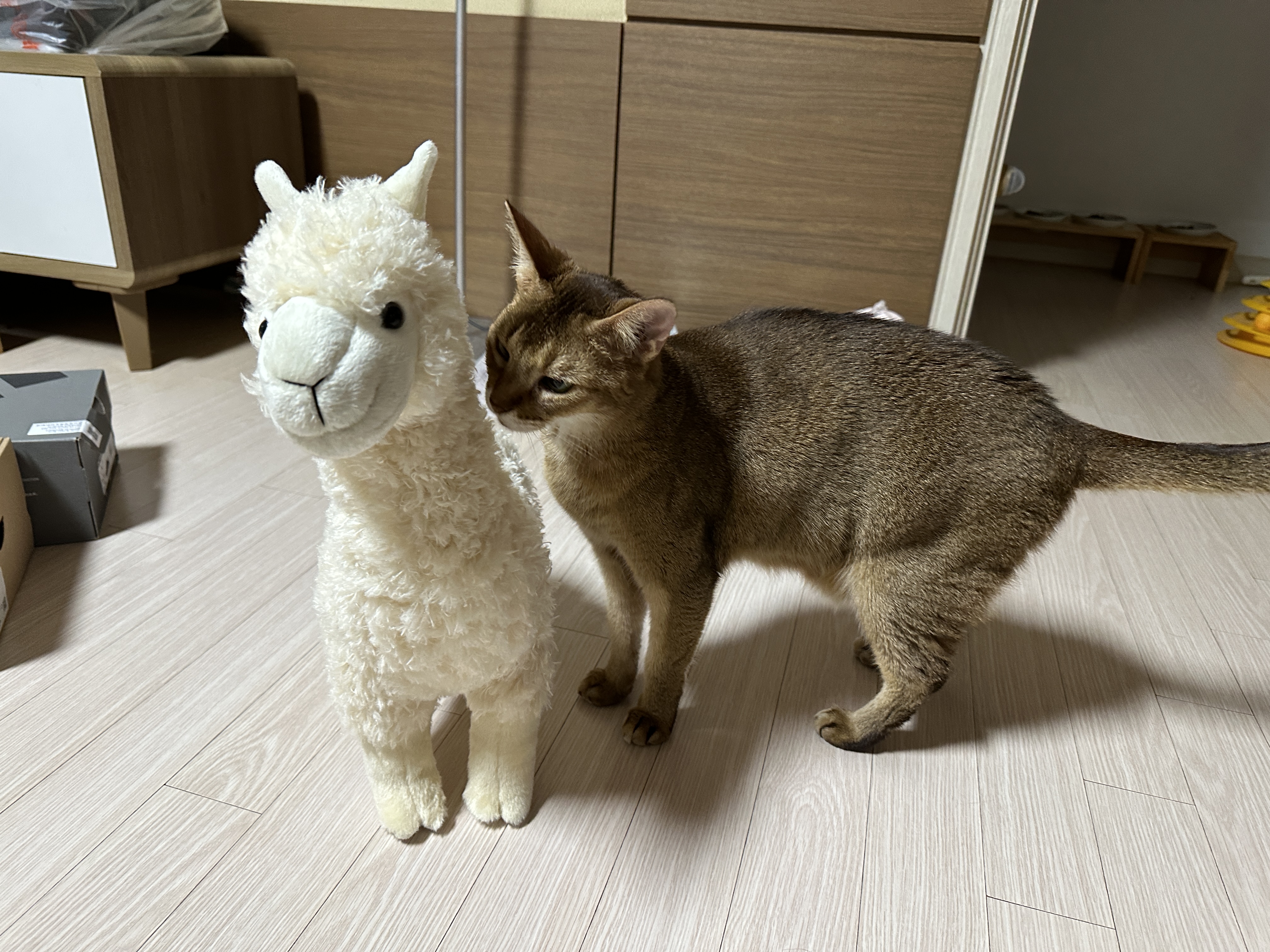 귀여운-라마-친구를-데려왔더니-고양이들-반응이..-(feat.-라마-친구의-아홉냥이네-입성기)