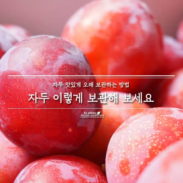 자두 보관법 수확시기 효능 자두청 만들기_2
