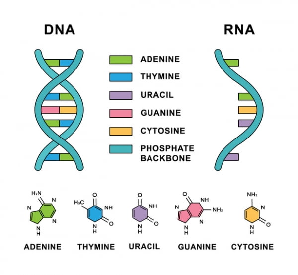 DNA-RNA