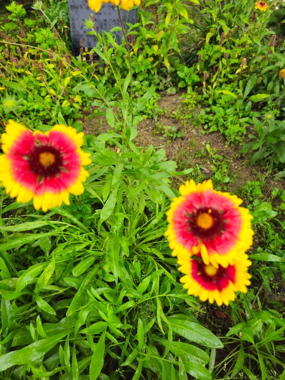 지역사회통합 돌봄 정책