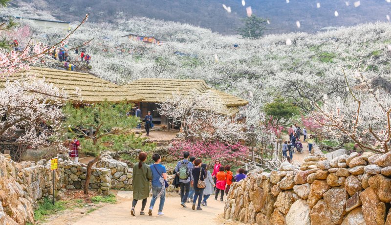 광양매화축제 2025 총정리 – 개화율, 교통, 주차, 입장료 정보