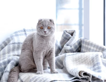 스코티시 폴드/출처:어도비스톡