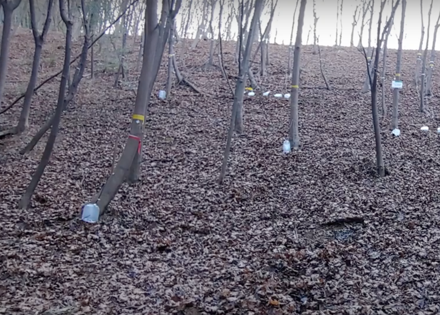 고로쇠 수액 채취하는 사진