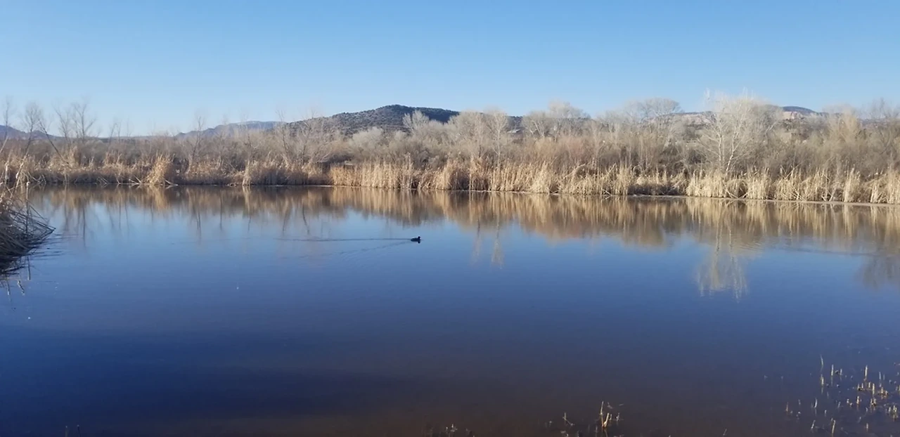 세도나 습지의 고요한 연못 위를 가로지르는 물새와 갈대숲 풍경