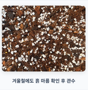 블루베리 키우기