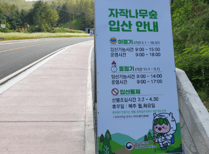 자작나무숲 가는길