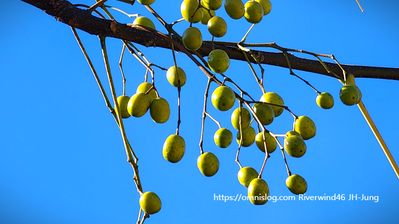 멀구슬나무 열매 천련자(川楝子)