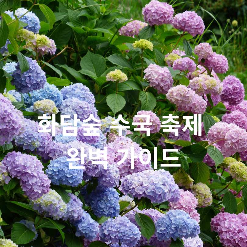 화담숲 수국 축제