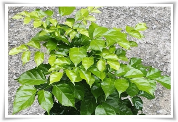 &quot;녹보수 키우기&quot; 집안에 행복과 행운을 불러오는 녹색의 보석 화초!