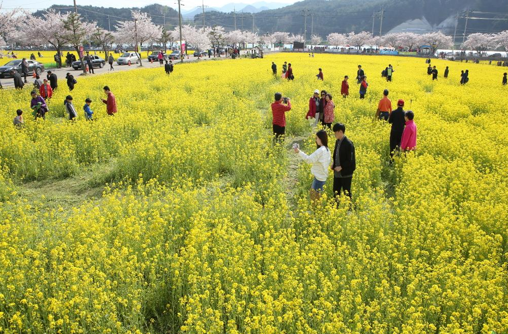 2026 삼척 맹방 유채꽃 축제