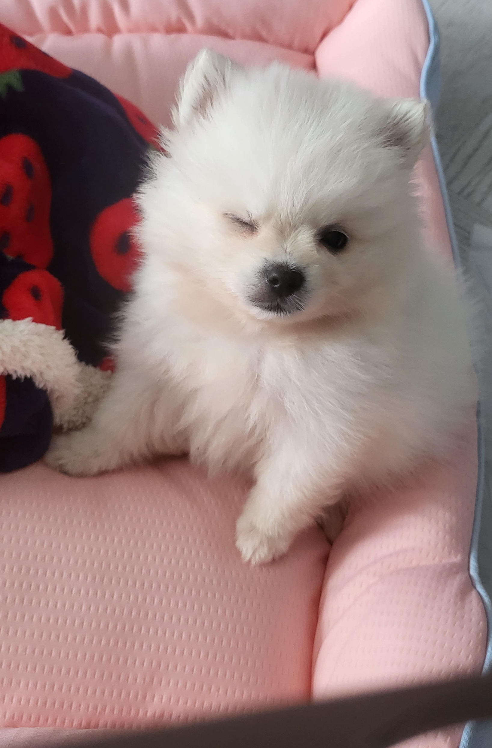 윙크하는 하콩