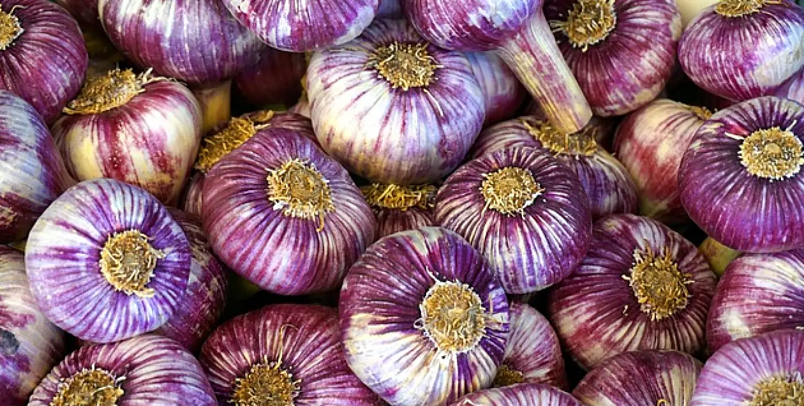 마늘장아찌 담그는법