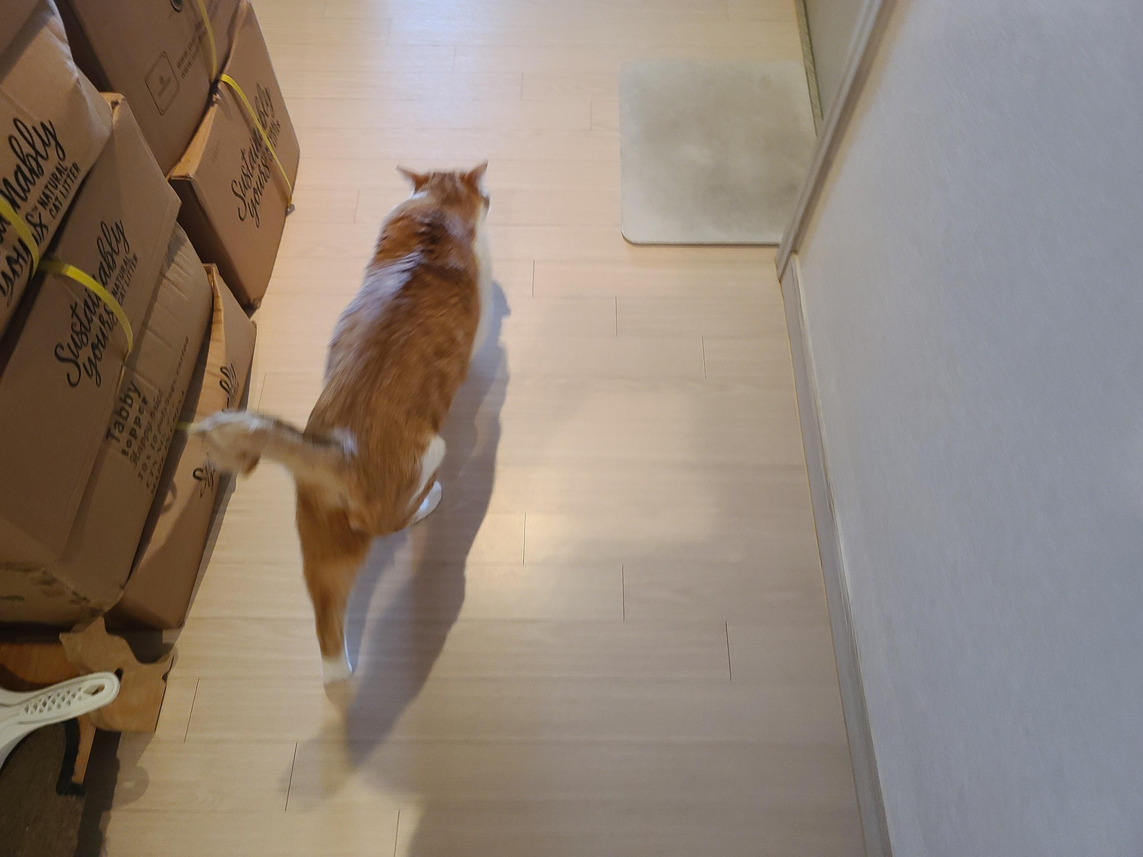 막둥이 발라당의 이유...ㅜㅜ