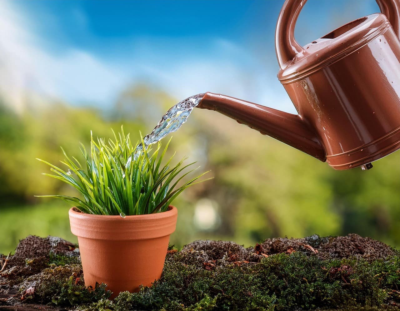 초보자라면 꼭 기억해야 할 반려식물 물주기 완벽 가이드