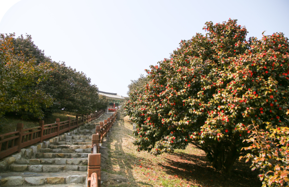 서천_동백꽃_쭈꾸미축제