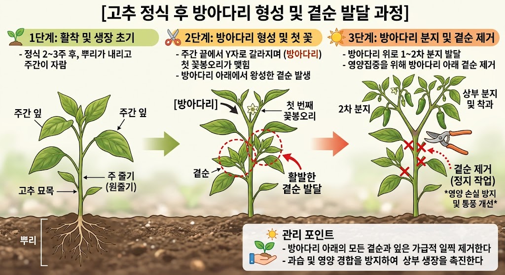 방아다리 형성 및 곁순 발달